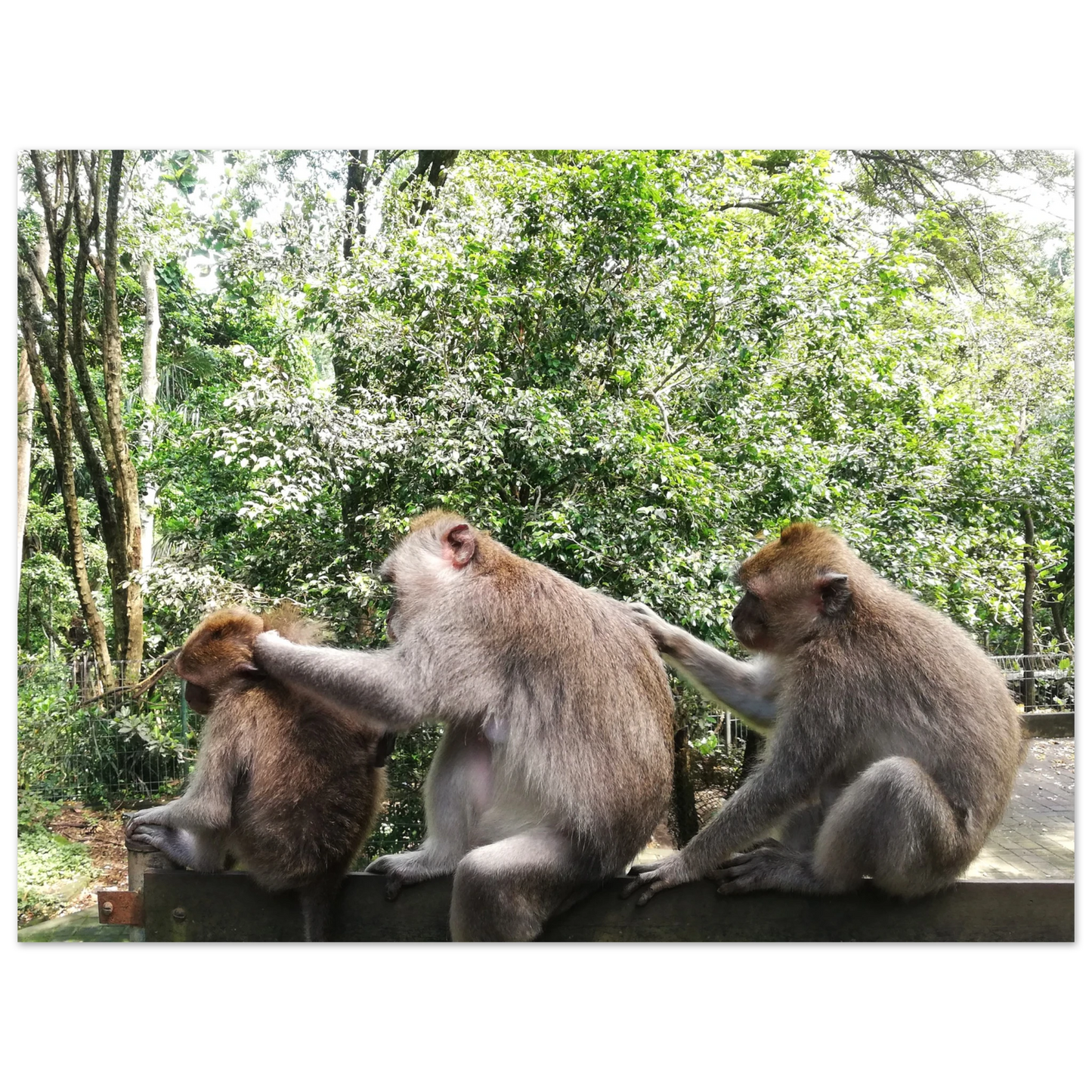 Monkey Scratchers - Poster - Arthena
