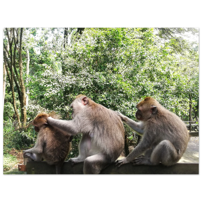 Monkey Scratchers - Poster - Arthena
