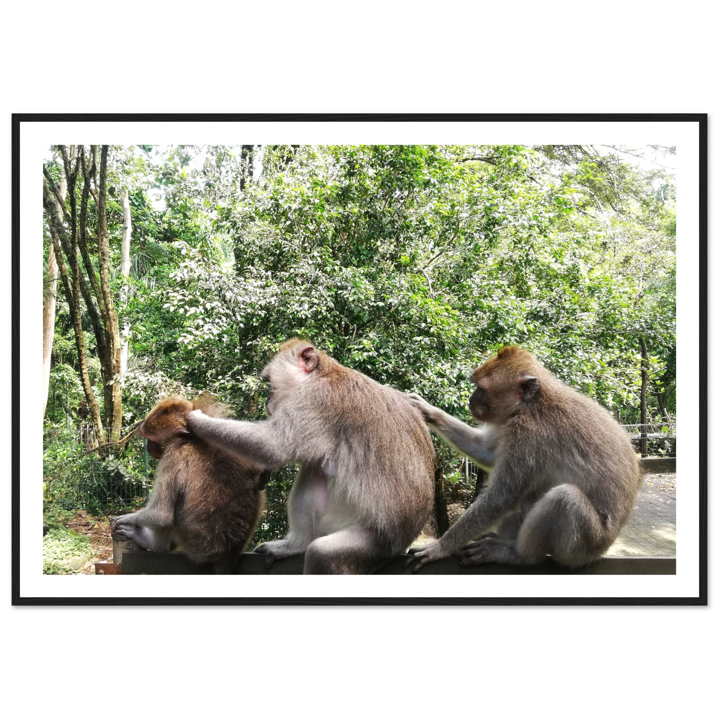 Monkey Scratchers - Poster - Arthena