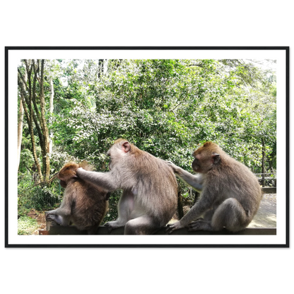 Monkey Scratchers - Poster - Arthena