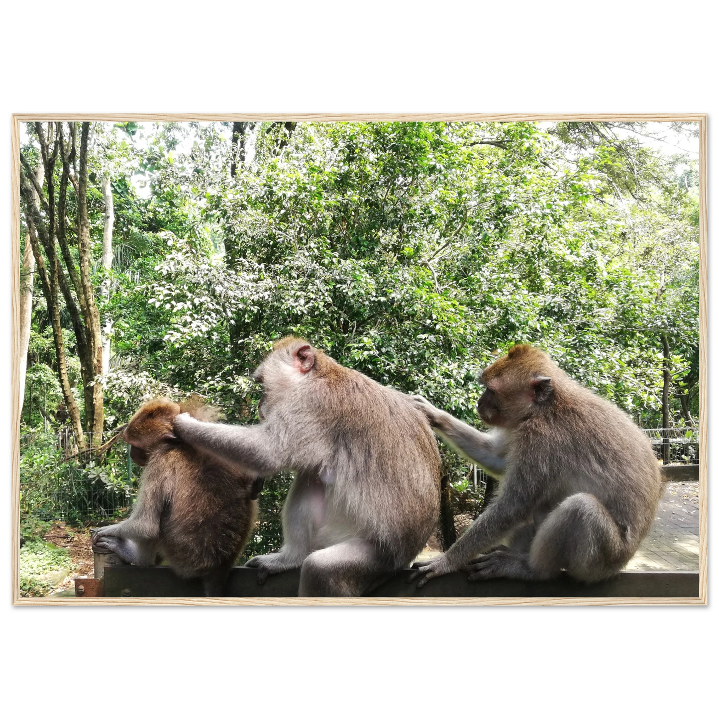 Monkey Scratchers - Poster - Arthena