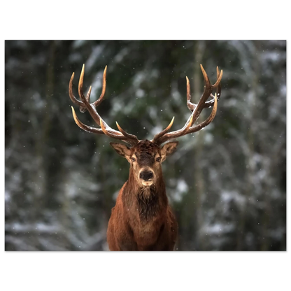 Stag in snow - Poster - Arthena