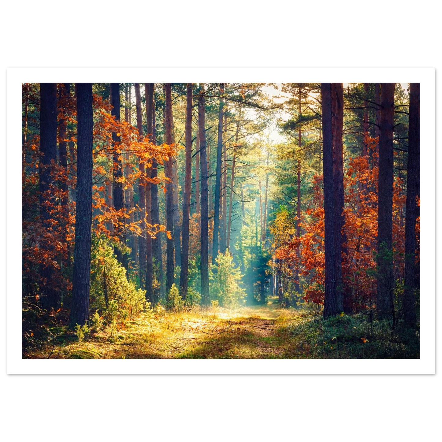 Path of Autumn Glow - Poster - Arthena