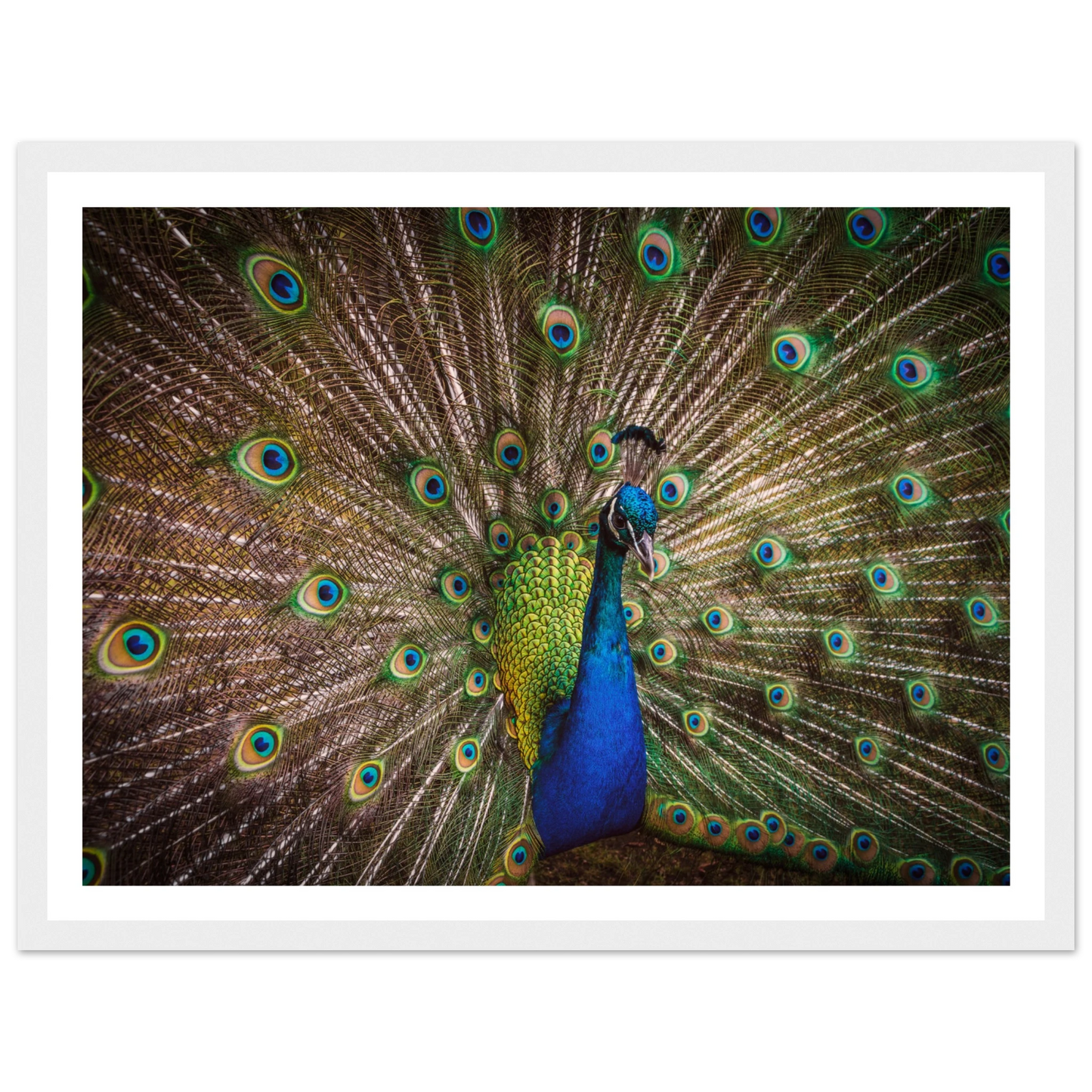 Crown of feathers - Poster - Arthena