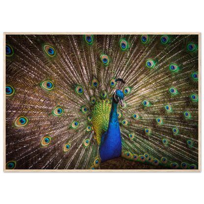 Crown of feathers - Poster - Arthena