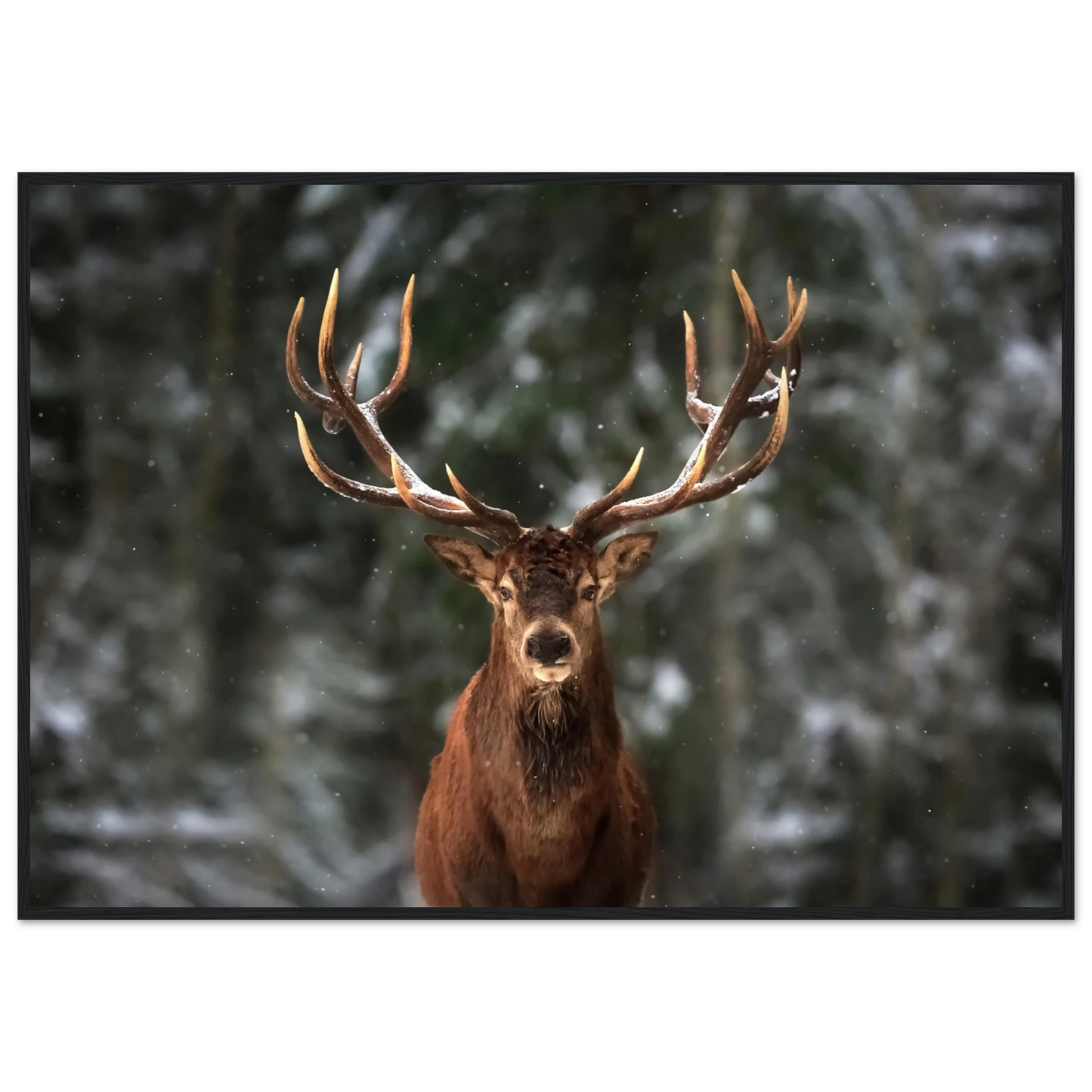 Stag in snow - Poster - Arthena