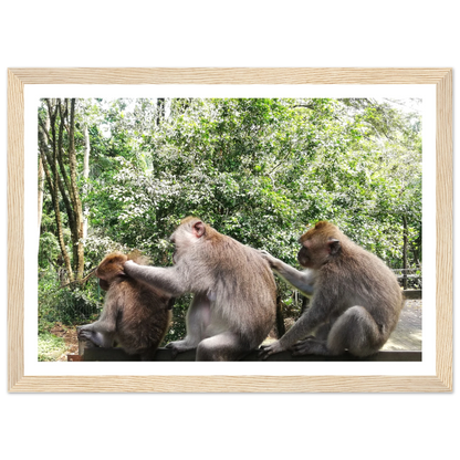 Monkey Scratchers - Poster - Arthena