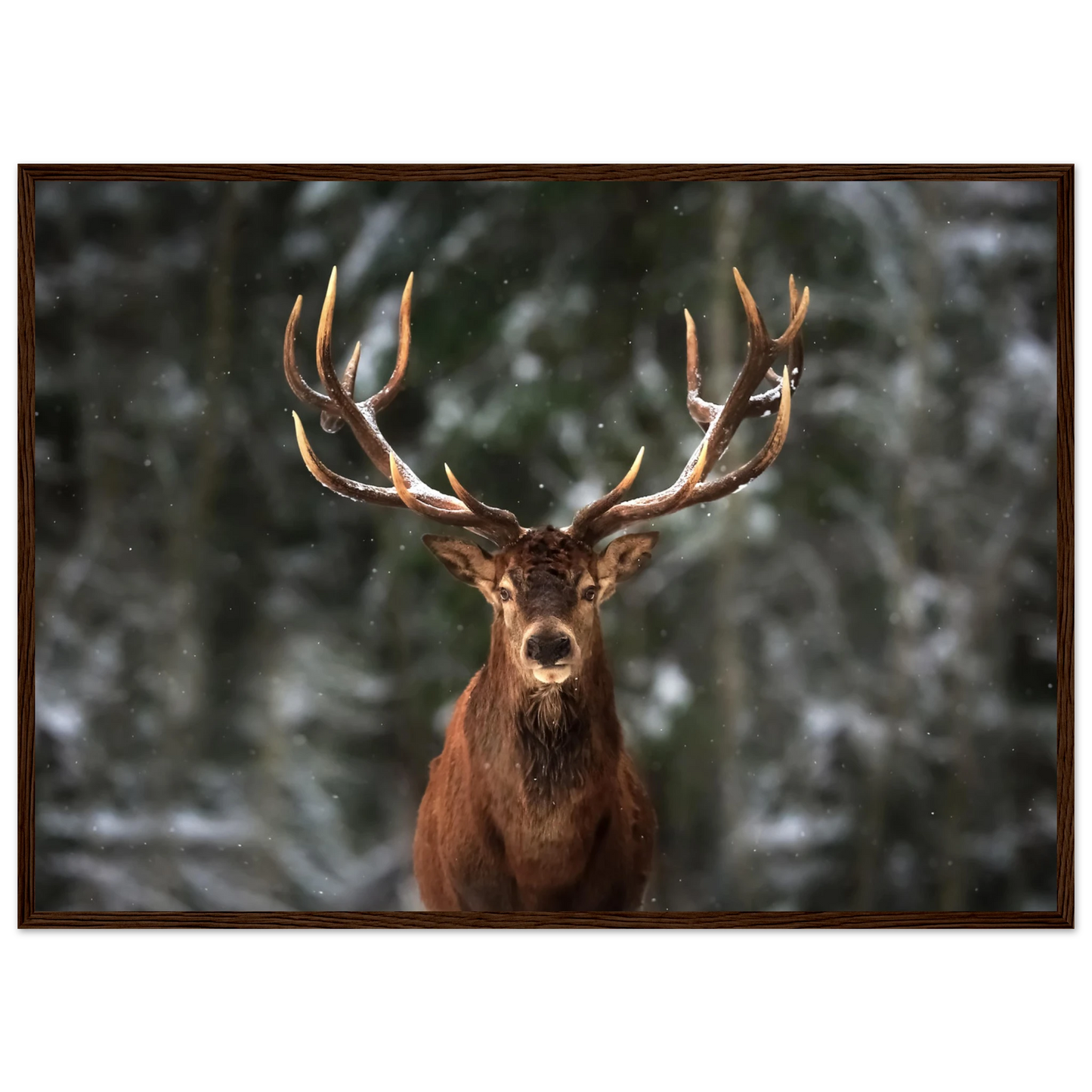 Stag in snow - Poster - Arthena