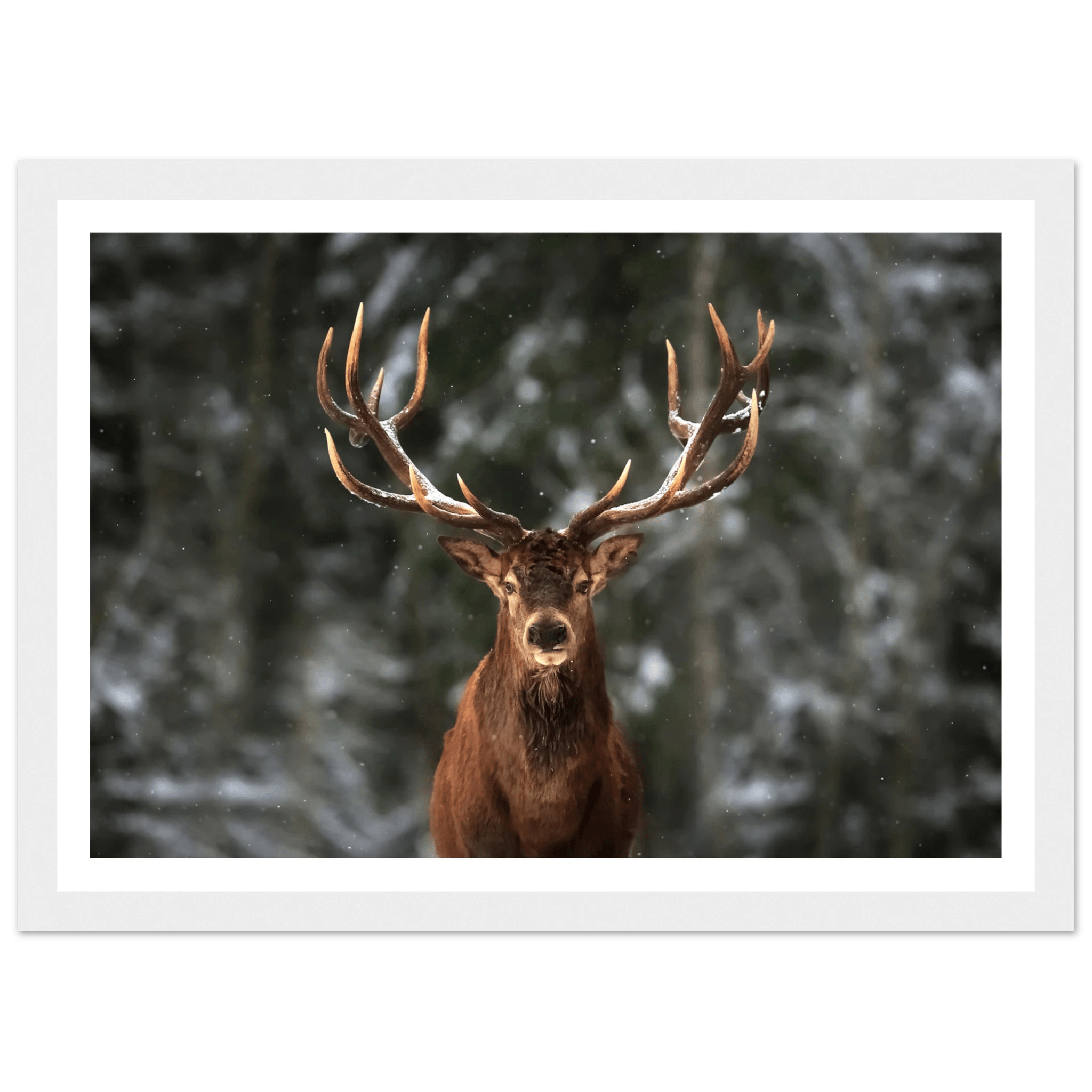 Stag in snow - Poster - Arthena