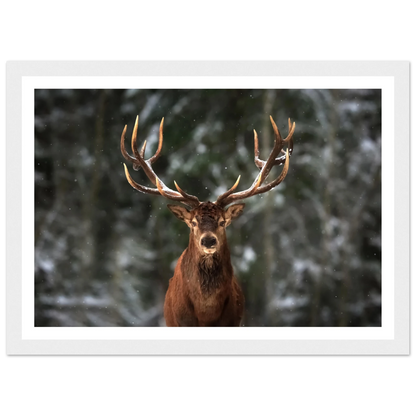 Stag in snow - Poster - Arthena