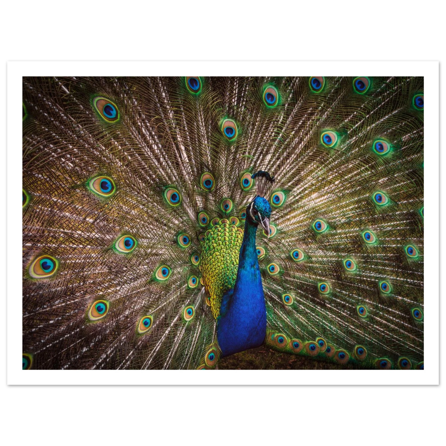Crown of feathers - Poster - Arthena