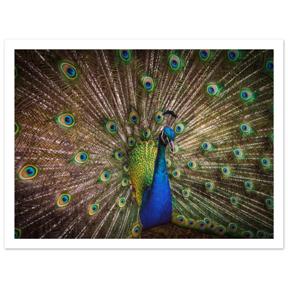 Crown of feathers - Poster - Arthena