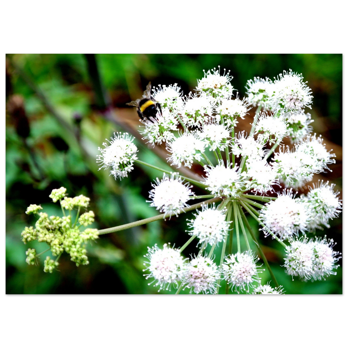 Expression of the Bumblebee - Arthena