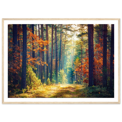 Path of Autumn Glow - Poster - Arthena