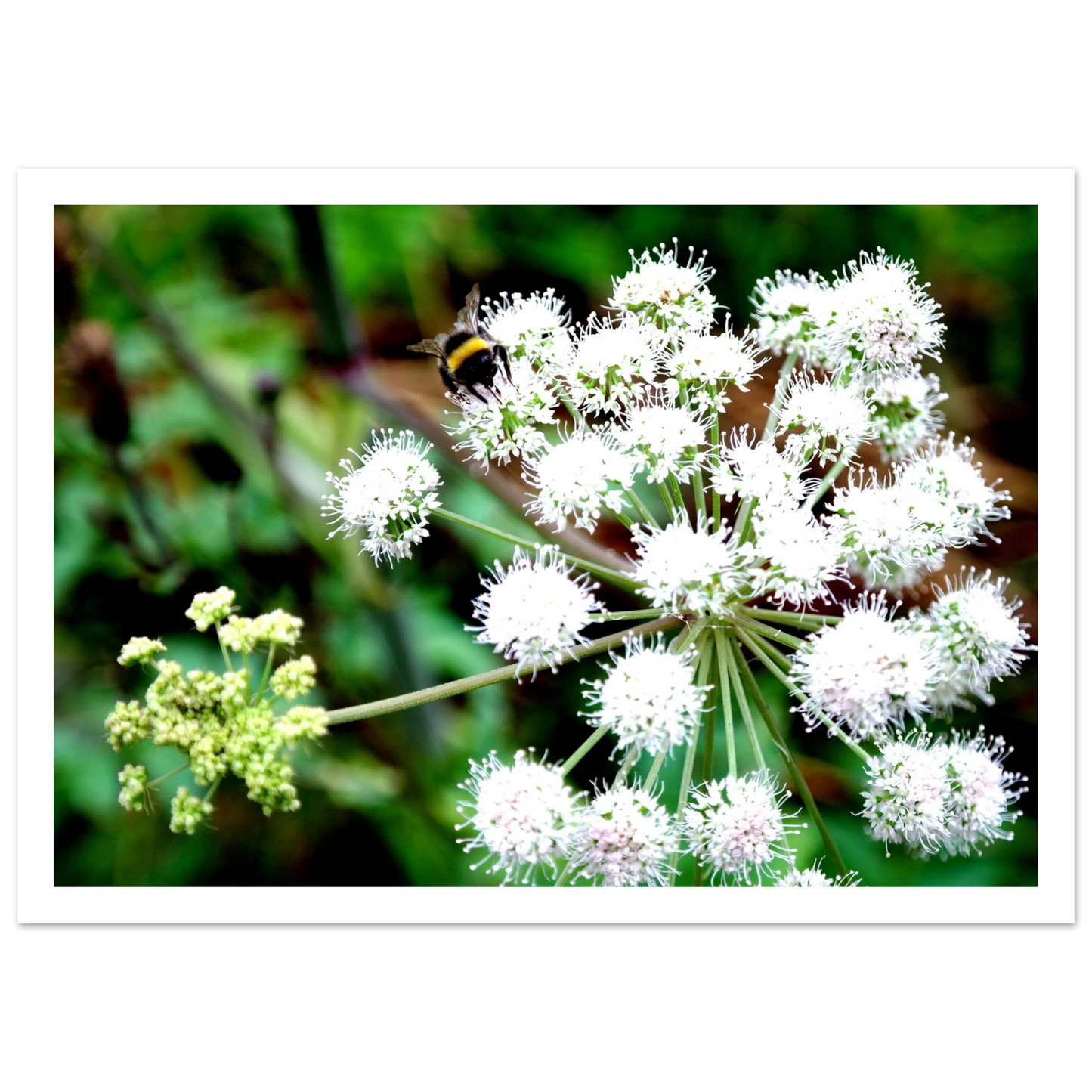 Expression of the Bumblebee - Arthena