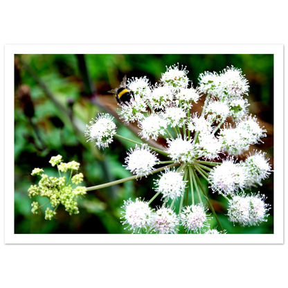 Expression of the Bumblebee - Arthena