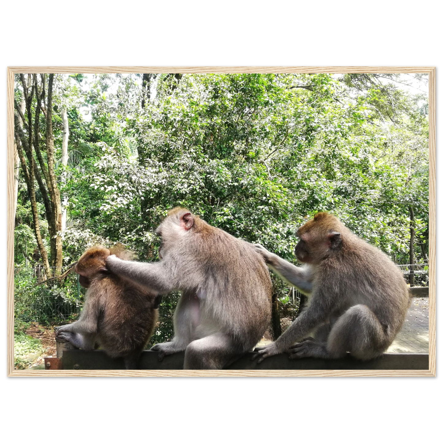 Monkey Scratchers - Poster - Arthena