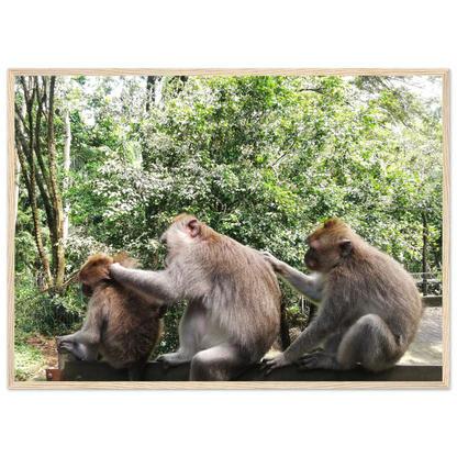 Monkey Scratchers - Poster - Arthena