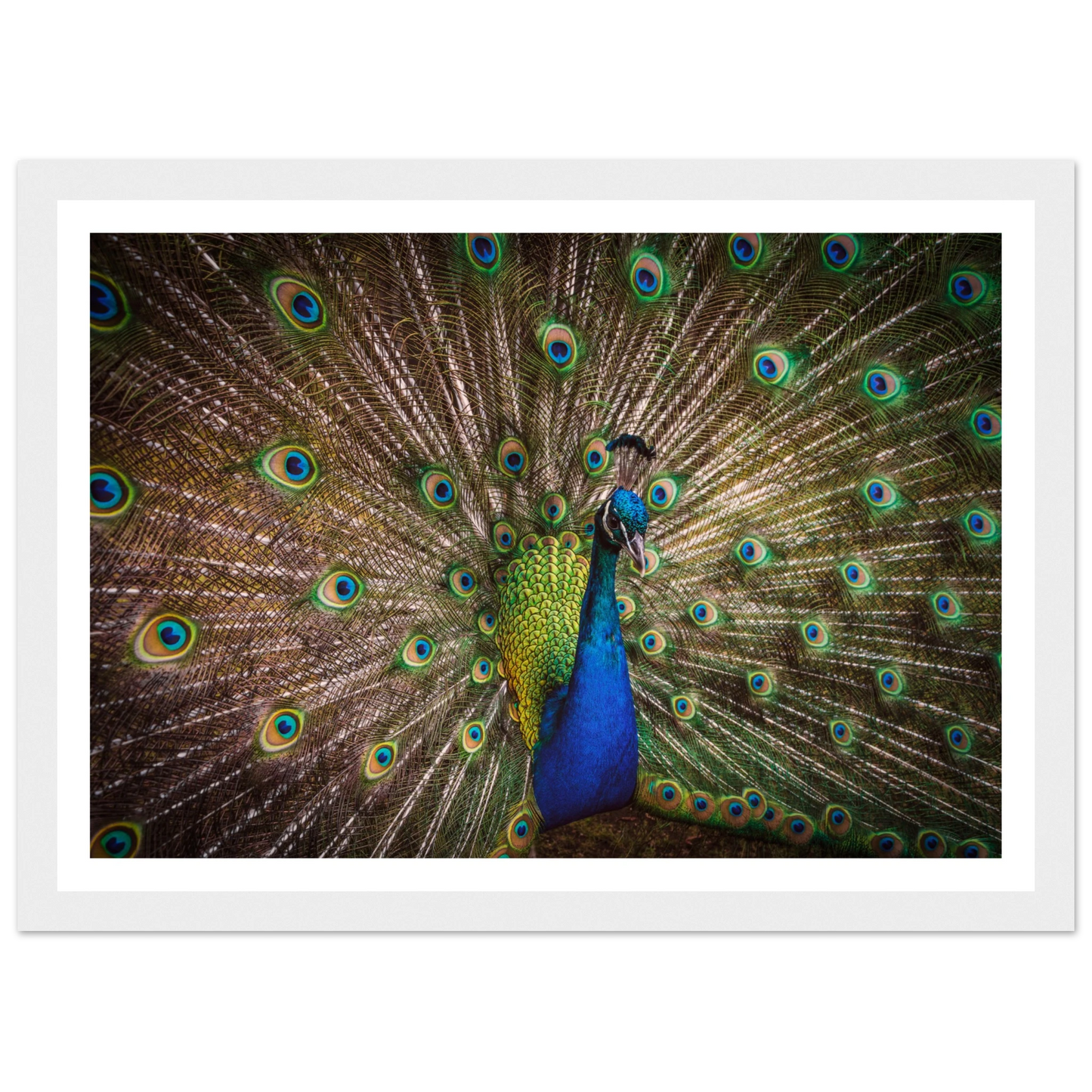 Crown of feathers - Poster - Arthena