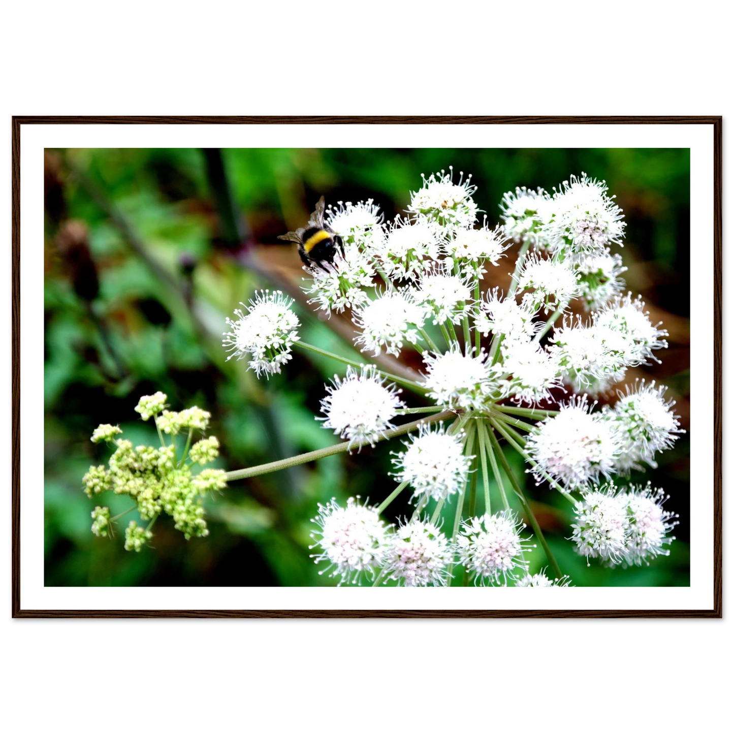 Expression of the Bumblebee - Arthena