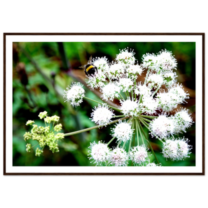 Expression of the Bumblebee - Arthena