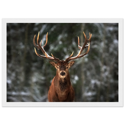Stag in snow - Poster - Arthena