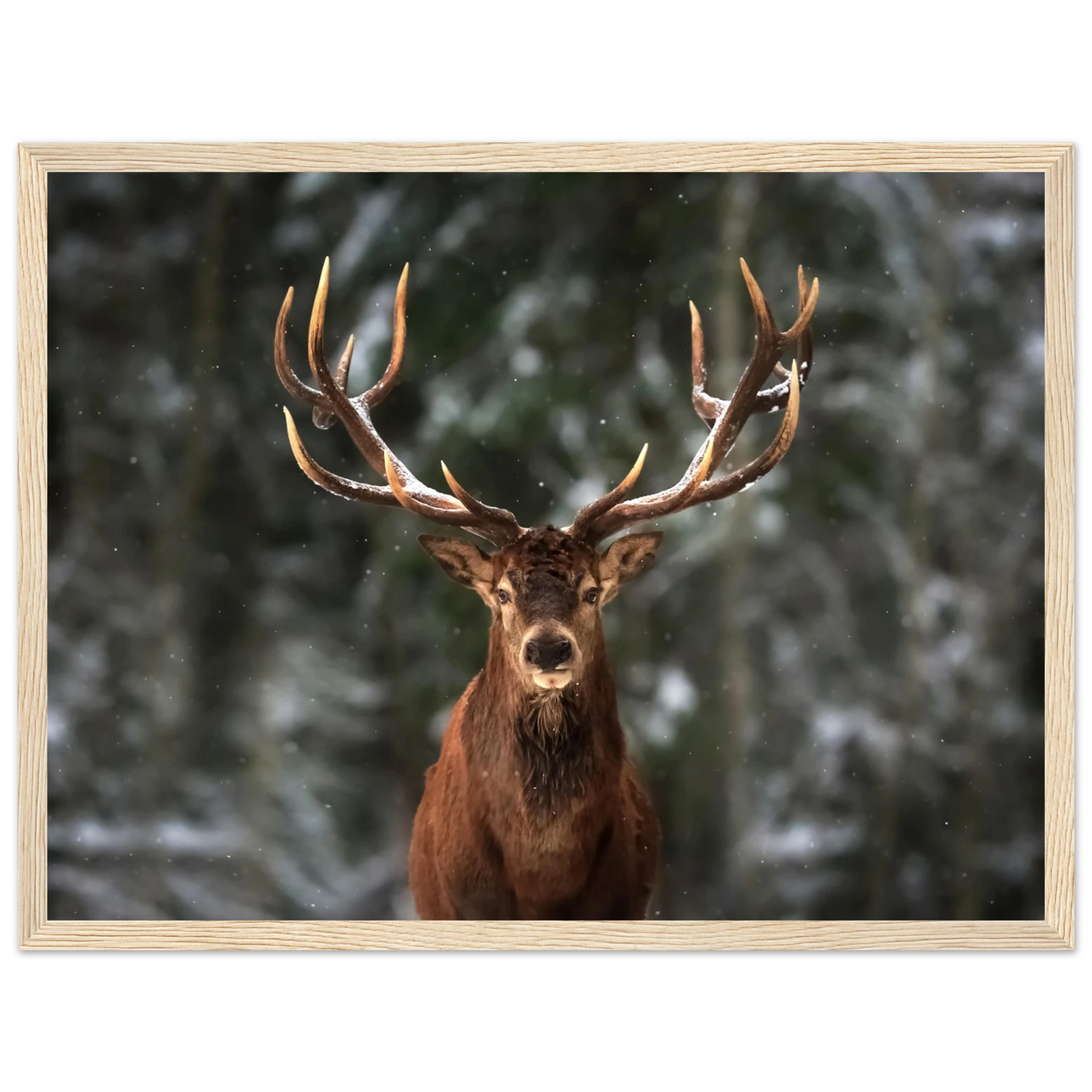 Stag in snow - Poster - Arthena