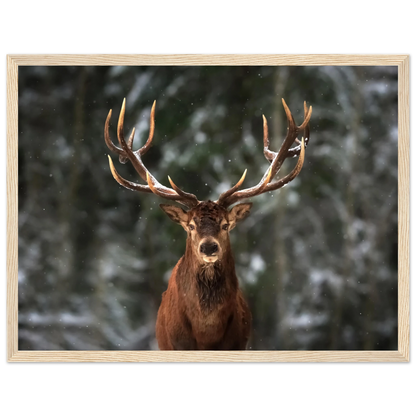 Stag in snow - Poster - Arthena