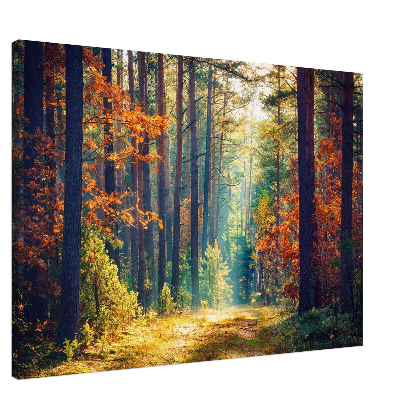 Path of autumn glow - Canvas - Arthena