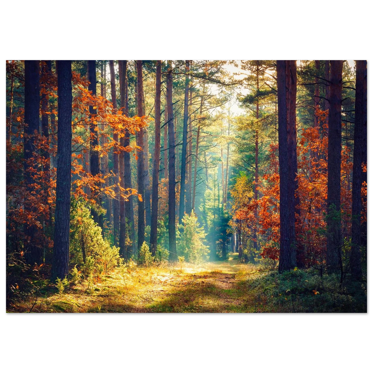 Path of Autumn Glow - Poster - Arthena