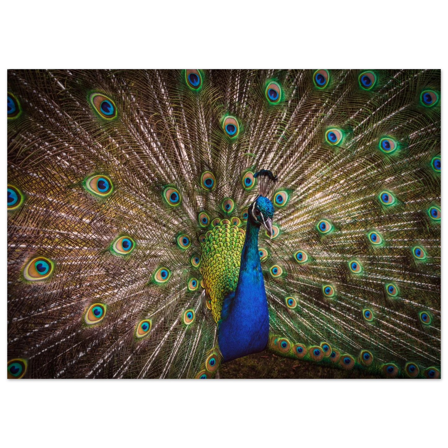 Crown of feathers - Poster - Arthena