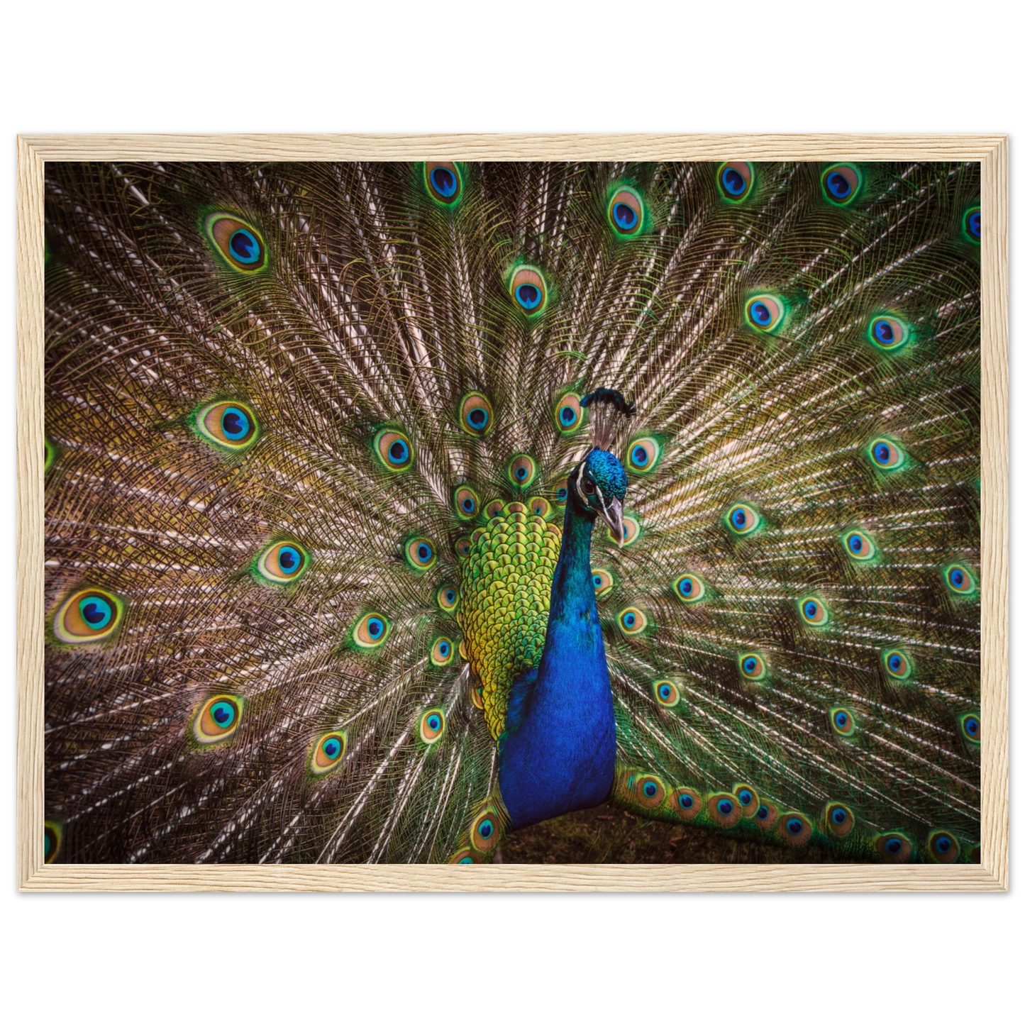 Crown of feathers - Poster - Arthena