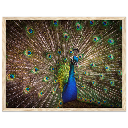 Crown of feathers - Poster - Arthena