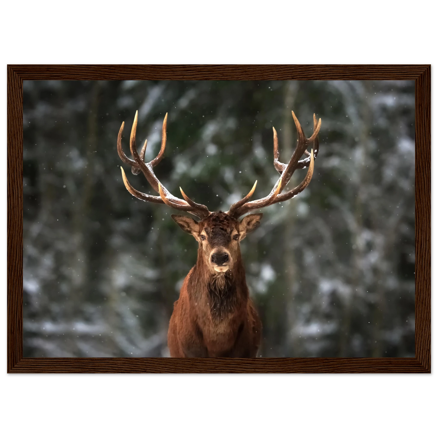 Stag in snow - Poster - Arthena