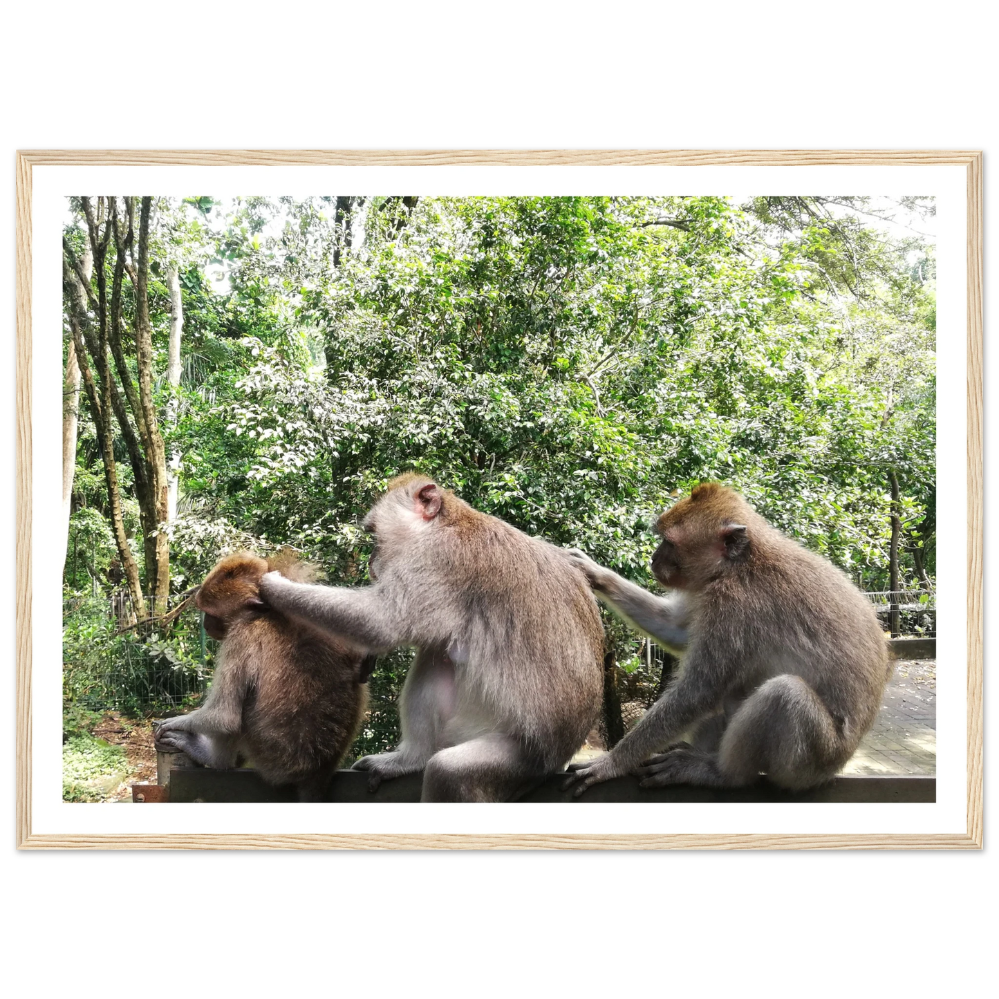 Monkey Scratchers - Poster - Arthena