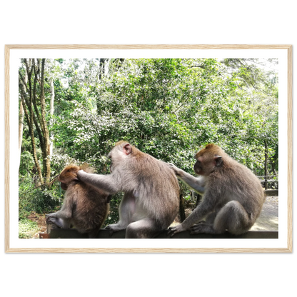 Monkey Scratchers - Poster - Arthena