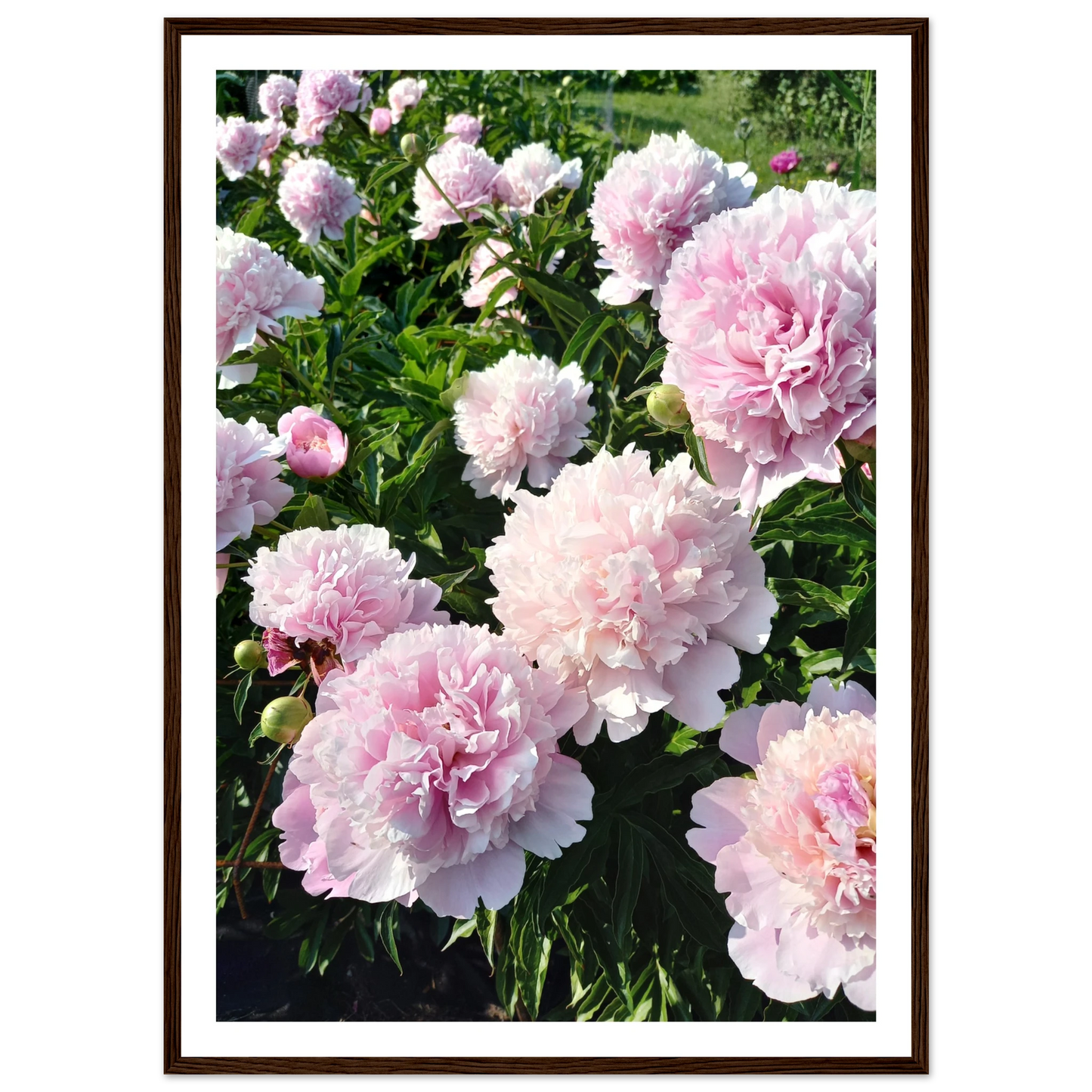 Peonies - Poster - Arthena