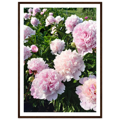 Peonies - Poster - Arthena
