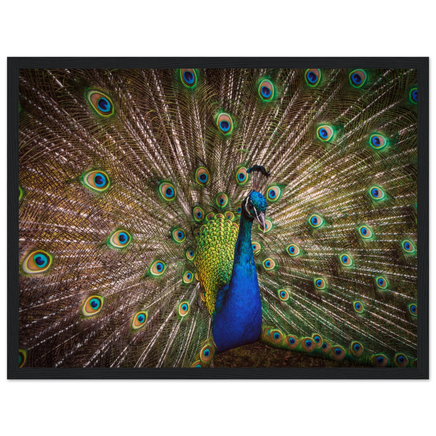 Crown of feathers - Poster - Arthena