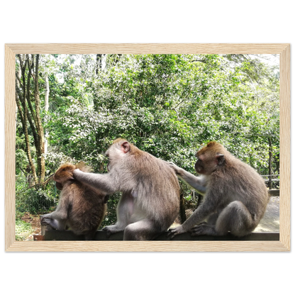 Monkey Scratchers - Poster - Arthena