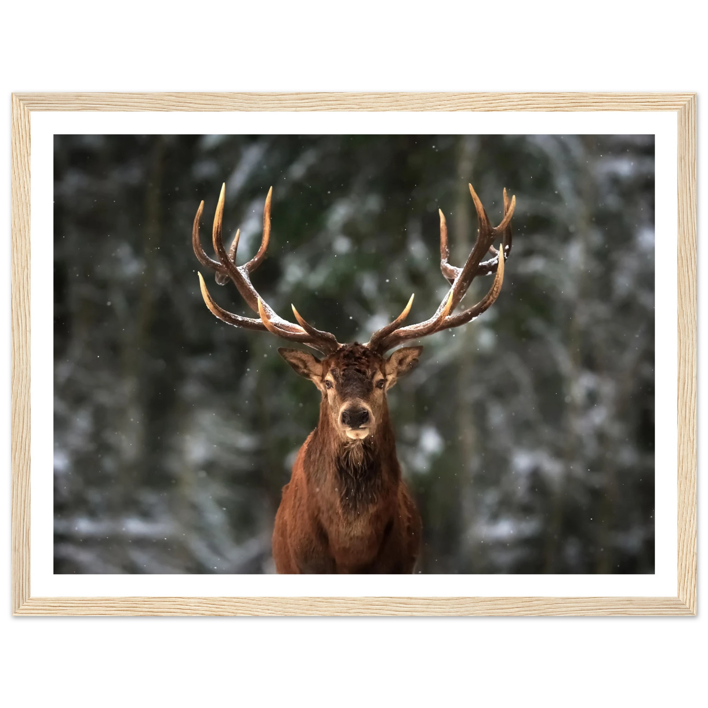 Stag in snow - Poster - Arthena