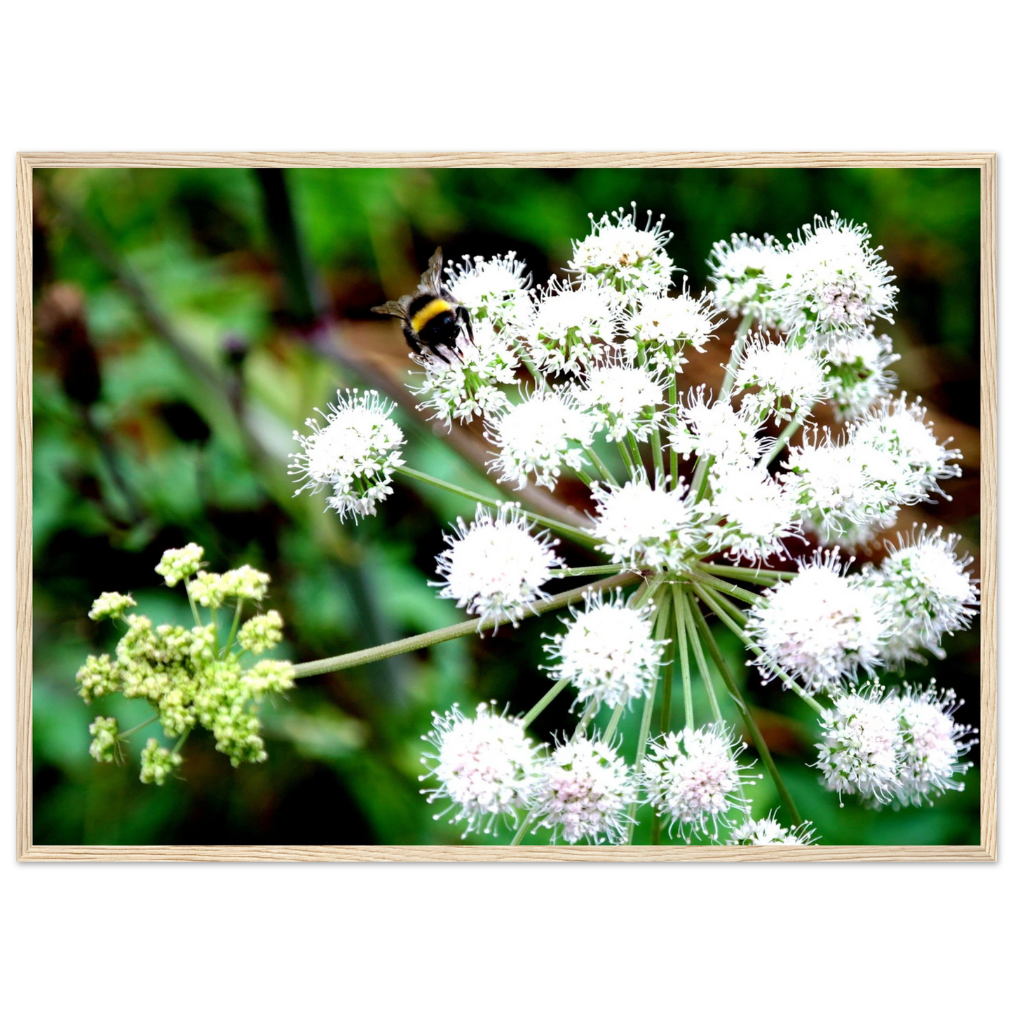 Expression of the Bumblebee - Arthena