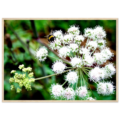 Expression of the Bumblebee - Arthena