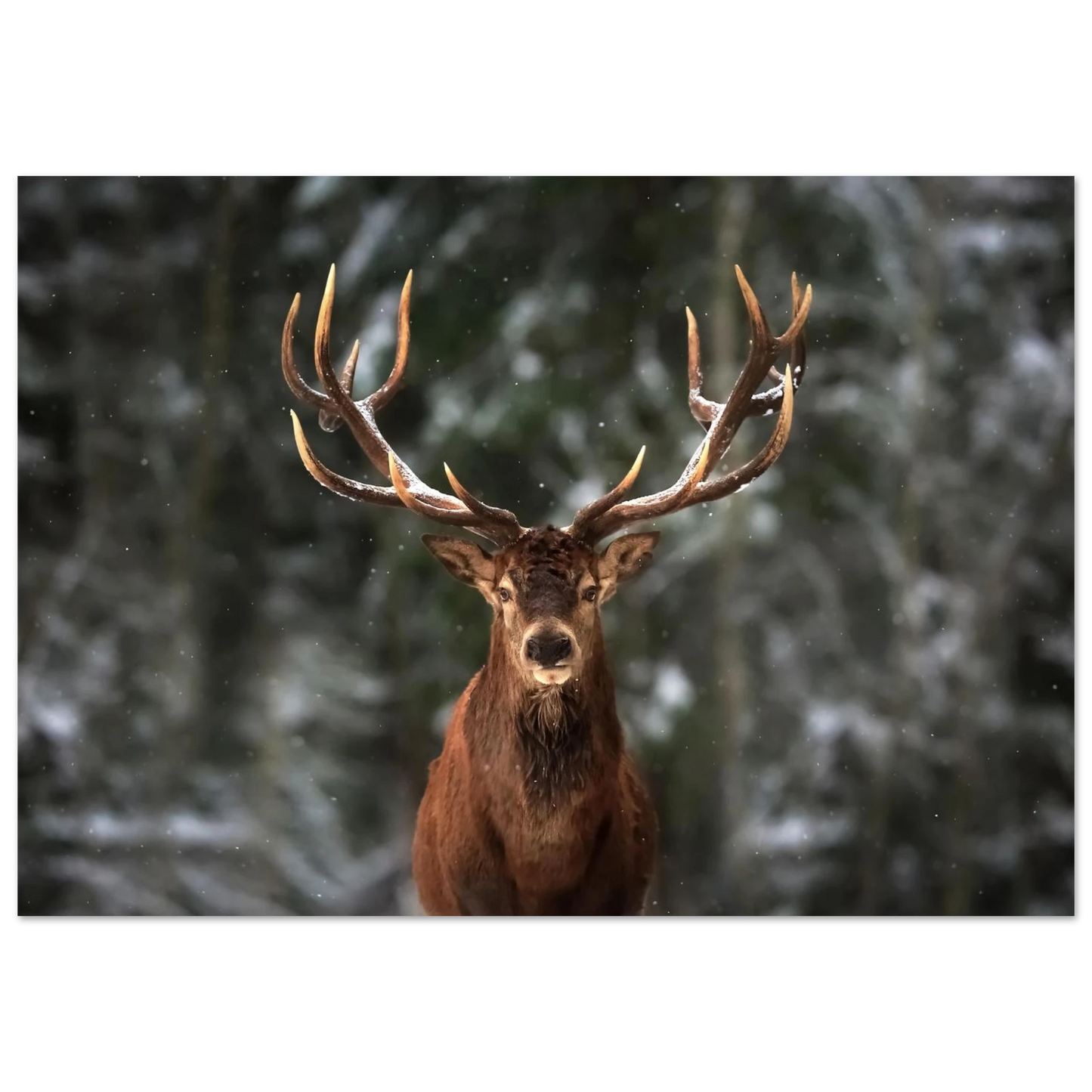 Stag in snow - Poster - Arthena