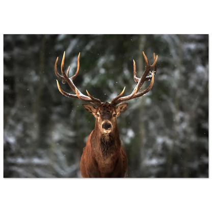 Stag in snow - Poster - Arthena