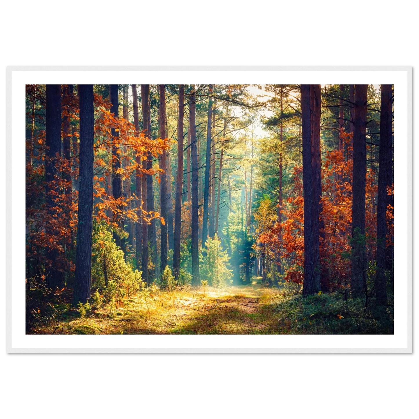 Path of Autumn Glow - Poster - Arthena