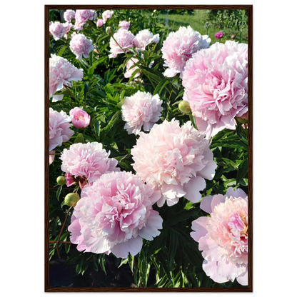 Peonies - Poster - Arthena