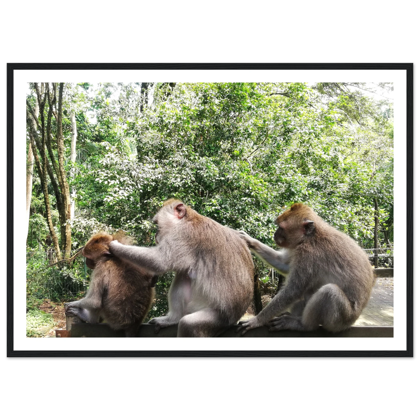 Monkey Scratchers - Poster - Arthena