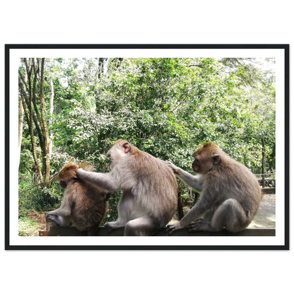 Monkey Scratchers - Poster - Arthena