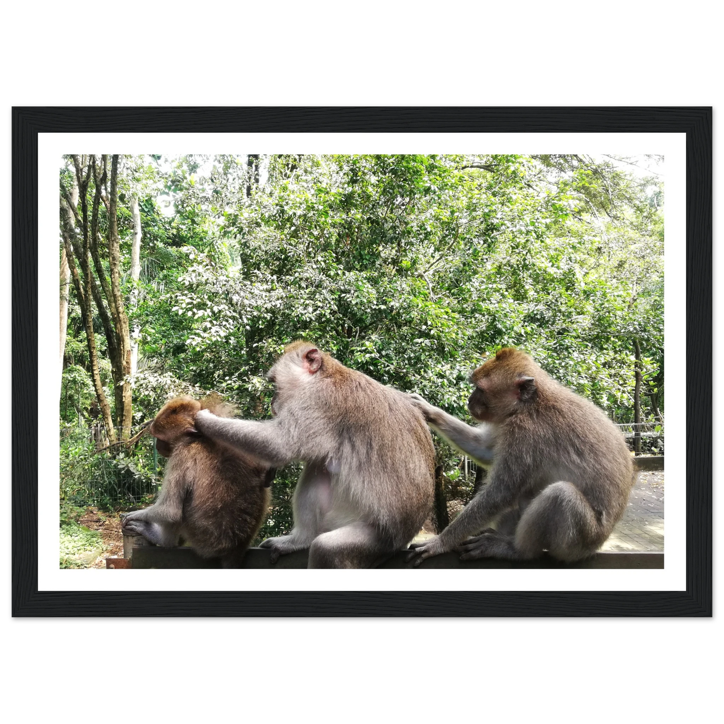 Monkey Scratchers - Poster - Arthena